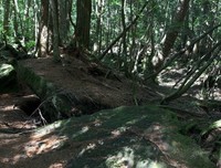 最新的《青木就气融》好段摘抄