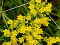 《饿死诗人》经典观后感1000字