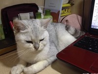 《只有猫知道》影评精选