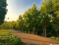 寒，此夜风吹诗后将而声天