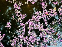 落花流水读后感100字