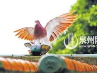 《动物本能》经典观后感有感