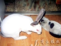 最经典的《尤为好小屋的猫》经典语句
