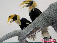 遗失象牙的海岸读后感锦集