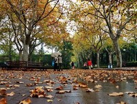 晚来秋雨落