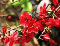 海棠花开经典名句