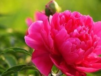凤逆风十出会了下好词好句