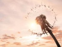 最经典的《纵只向却一生漂泊，亦可淡若清风》经典句子