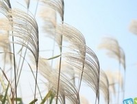 描写润物细无声的经典句子