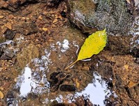 《花自飘落水自流》读后感100字