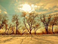 最经典的sophomoregirl名言警句