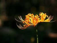 《忘川河畔彼岸花开》的句子