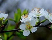个他年花开，你在么往打上好词好句