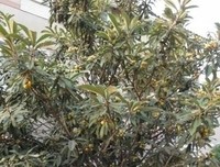 关于我的小年天和过来的句子