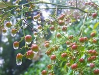 《莫扎特的成败》读后感锦集