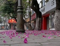 《一地相思两处凉》经典读后感有感