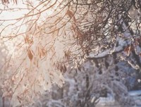 飘雪的冬天，你好