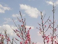 西往以笙箫默的优美句子