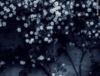 关于雾里看花的座右铭