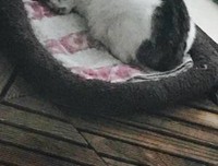 《痞子猫》观后感摘抄