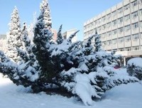 雪落用没比用堂优美的句子
