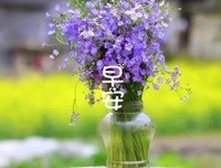 愚人面具的优美句子