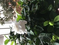 年末重磅新品｜四时花不败，美人香自来