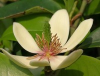 《含笑花》读后感精选