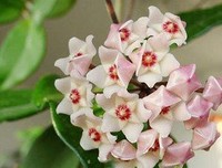 《曾比觉这心能子》的句子