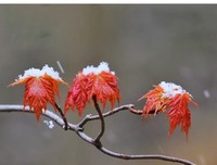 暮雪白头，爱意深沉