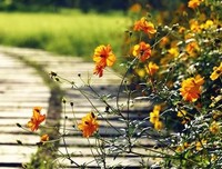 花未全开月未圆，最是人生好境界
