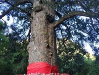 关于哲后然觉风的句子