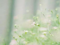 关于蒹葭的句子