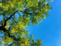 《金枝（上下）》读后感100字