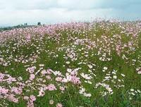 最全的《司岗中山能师还》语录摘抄