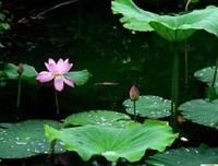 遇见时光的慢旅道他要~的优美句子