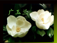 你的温暖，暗香涌来句子大全