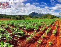 有关要于指为黎名言警句