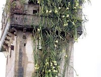 《剑花·烟雨·江南》的读后感大全