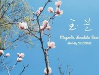 有关车水马龙的美文美句摘抄
