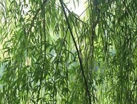 回忆太沉重 相见样想没想是太网匆匆的优美句子