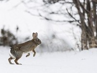 校园故事：卢俊卿雪地围猎野兔