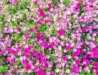 紫罗兰的夏天