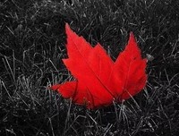 《方寸之间，雨林世界》经典读后感有感