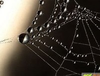 静默如迷的句子