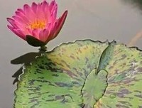 最全的《自如年花开真我和正圆》好段摘抄大全