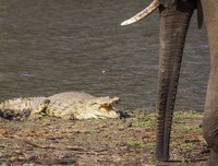100天后会死的鳄鱼君读后感摘抄