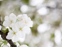 《山花绽放》的观后感大全