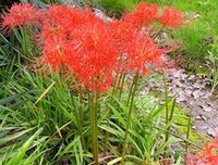 彼岸花开句子