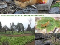 《母鸡萝丝去散步》经典读后感有感